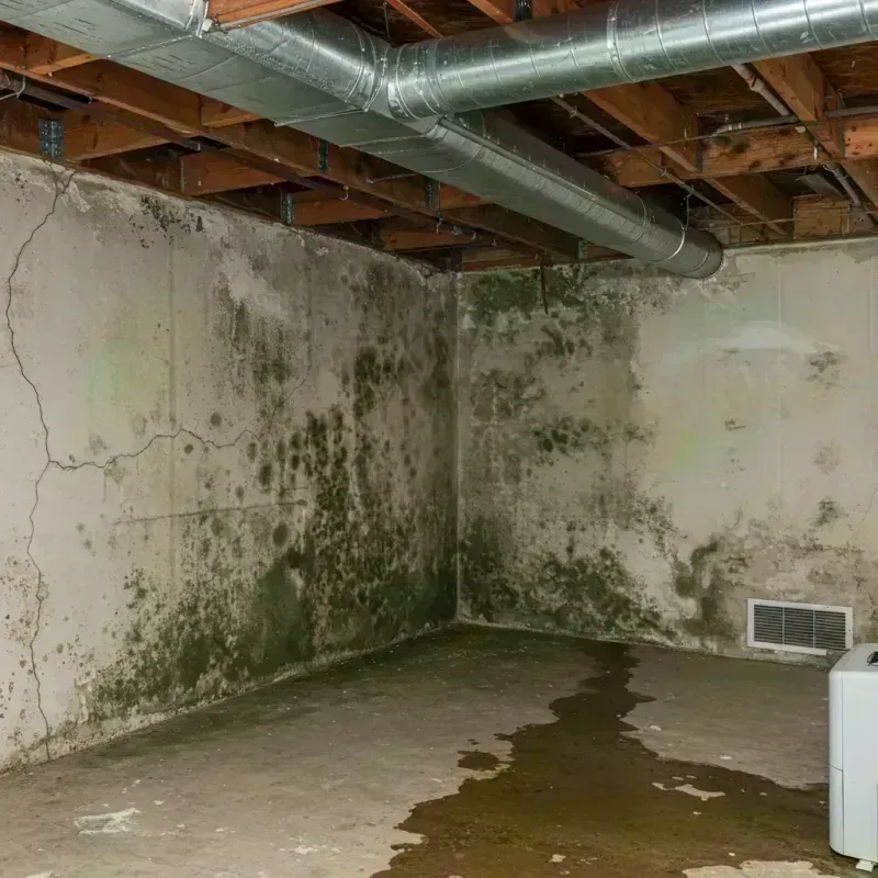 Professional Mold Removal in Lookout Mountain, TN